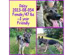 Adopt 2023-08-054 *Daisy* a Shepherd (Unknown Type) / Mixed dog in Winder