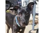 Adopt Dionne a Black Labrador Retriever / Mixed dog in Atlanta, GA (38924392)