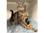 Adopt Rootbeer a Brown or Chocolate Domestic Shorthair / Domestic Shorthair /