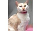 Adopt Thunder a Cream or Ivory Siamese / Domestic Shorthair / Mixed cat in