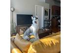 Adopt Nova a Gray/Silver/Salt & Pepper - with White Husky / Mixed dog in