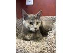 Adopt Sirius a Gray or Blue Domestic Shorthair / Domestic Shorthair / Mixed cat