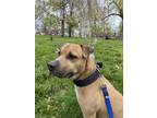 Adopt Remington a Tan/Yellow/Fawn - with White Cane Corso / Mixed dog in