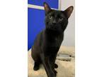 Adopt Andy a All Black Domestic Shorthair (short coat) cat in Dunkirk