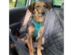 Adopt Mocha Rune a Tan/Yellow/Fawn Labrador Retriever / Mixed dog in Wadena