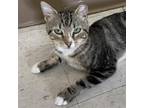 Adopt Thomas a All Black American Shorthair / Mixed cat in Eureka Springs