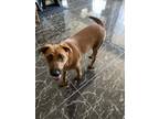 Adopt Bonnie a Brown/Chocolate - with Black Rottweiler / Mastiff / Mixed dog in