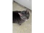 Adopt Lilo a Gray, Blue or Silver Tabby Tabby / Mixed (short coat) cat in