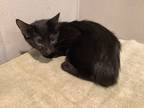 Adopt *Ebony a Domestic Shorthair / Mixed cat in Pomona, CA (38950081)