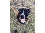 Adopt Boss a Black American Staffordshire Terrier / Mixed dog in Danville