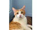 Adopt Rigby a Orange or Red Domestic Shorthair / Domestic Shorthair / Mixed cat