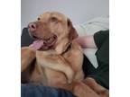 Adopt Kane a Brindle Cane Corso / Mixed dog in Walled Lake, MI (38946124)