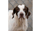 Adopt Goose a White German Shorthaired Pointer / Mixed dog in Toccoa
