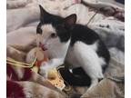 Adopt Chase a Black & White or Tuxedo Domestic Shorthair (short coat) cat in