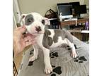 Adopt APOLLO a White - with Tan, Yellow or Fawn American Staffordshire Terrier /
