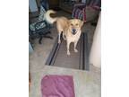 Adopt SONNY a Tan/Yellow/Fawn Golden Retriever / Mixed dog in Trussville