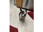 Adopt Scout a Brindle - with White Boston Terrier / Mixed dog in Baytown