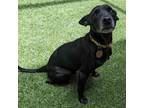 Adopt Mavis a Black Miniature Pinscher / Fox Terrier (Smooth) / Mixed dog in