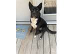 Adopt Diego a Husky / Mixed dog in Crocker, MO (38872672)