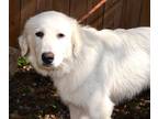 Adopt Dip a Great Pyrenees / Mixed dog in Crocker, MO (38853727)