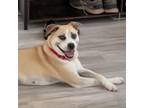 Adopt Kansas a Tan/Yellow/Fawn Boxer / Mixed Breed (Medium) / Mixed dog in