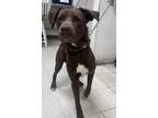 Adopt Hershey a Brown/Chocolate Labrador Retriever / Mixed dog in Gulfport