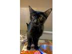 Adopt Galaxy a All Black Domestic Shorthair / Domestic Shorthair / Mixed cat in