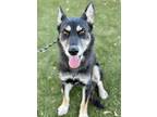 Adopt Magdalena a Black Husky / German Shepherd Dog / Mixed dog in Red Bluff