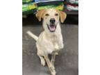 Adopt Freddy K a Australian Cattle Dog / Great Pyrenees / Mixed dog in Athens