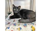 Adopt Shredder a All Black Domestic Shorthair / Domestic Shorthair / Mixed cat