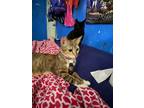 Adopt Millie a Calico or Dilute Calico Tabby / Mixed (short coat) cat in Miami