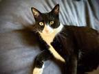 Adopt Boots a Domestic Shorthair cat in East Greenville, PA (38931632)