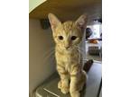 Adopt Dandelion a Orange or Red American Shorthair (short coat) cat in San Jose