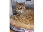 Adopt Chief a Orange or Red Domestic Shorthair / Domestic Shorthair / Mixed cat