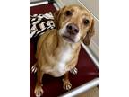 Adopt Krypto a Beagle / Mixed Breed (Medium) / Mixed dog in Tiffin