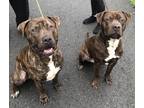 Adopt Duke a Brown/Chocolate Mastiff / Mixed dog in South Abington Township