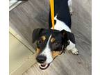 Adopt Benji a Tricolor (Tan/Brown & Black & White) Jack Russell Terrier / Mixed
