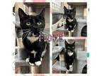 Adopt Fiona a Domestic Short Hair