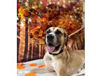 Adopt Bella a Tan/Yellow/Fawn Anatolian Shepherd / Mixed dog in Wantagh