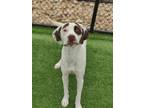 Adopt Archie 1080-23 a White German Shorthaired Pointer / Mixed dog in Cumming