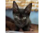 Adopt Harley a All Black Domestic Shorthair / Mixed cat in Los Angeles