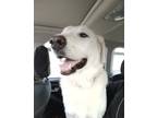 Adopt Hank a White Great Pyrenees / Mixed dog in Reno, NV (38893291)