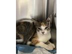 Adopt Tiki a White Domestic Shorthair / Domestic Shorthair / Mixed cat in