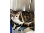 Adopt Taylor a White Domestic Shorthair / Domestic Shorthair / Mixed cat in