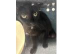 Adopt Starlight a All Black Domestic Shorthair / Domestic Shorthair / Mixed cat