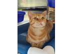 Adopt Skippy *Petco Sewell* a Orange or Red Domestic Shorthair / Domestic