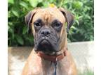 Adopt SIMON a Boxer dog in Kuna, ID (38871786)