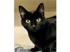 Adopt Jaden a Domestic Short Hair