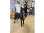 Adopt Butch a Black Husky / Mixed dog in Violet, LA (38881061)