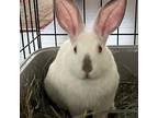 Adopt Macaron a Californian / Mixed rabbit in Napa, CA (38671269)